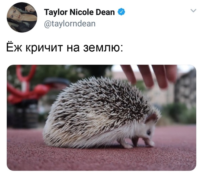 Мы все немного этот ёж - Ёжик, Боль, Twitter, Крик