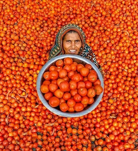 Harvesters in India - The photo, Longpost, India, Harvest