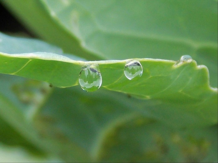 Dew drops on cabbage - My, The photo, Cabbage, Drops