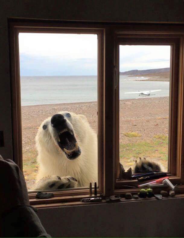 Dude, open it up, let's go fly a plane! - The photo, Animals, Polar bear, Window, Guests, Reddit