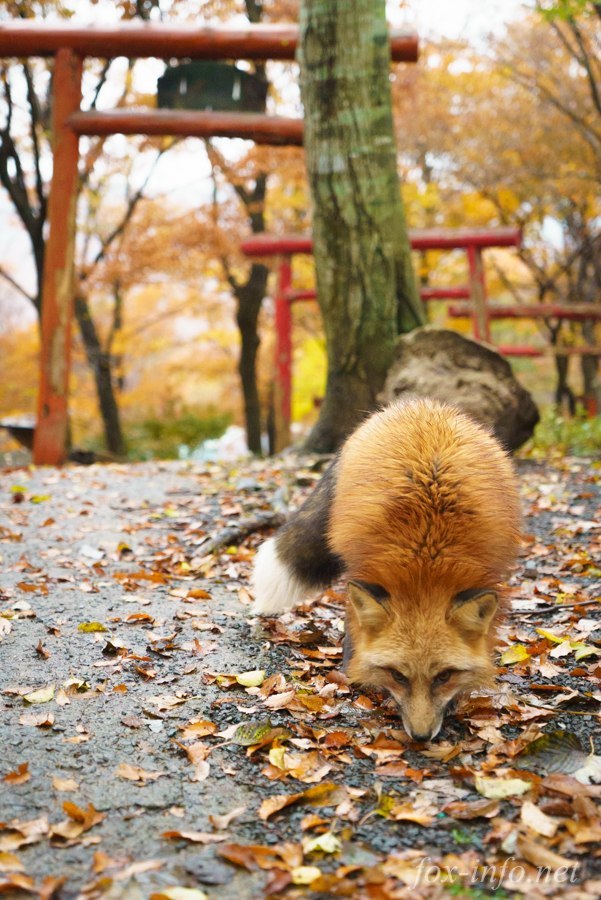 It smells like autumn, Fyr! - Fox, Redheads, Smell, Nature, Autumn, Leaves, Milota