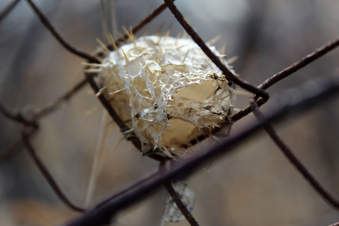 Imprisonment - My, Nature, The photo, Lattice