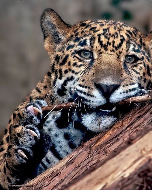 Sad cat. - The photo, Leopard, cat, Sadness