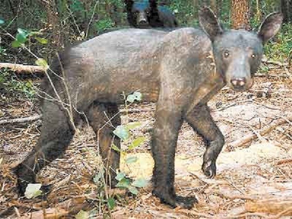 Bear without hair - The Bears, Baldness, Mutation, Mutant, Animals, Skin, Wool, Anomaly