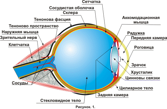 Misconceptions about the structure of the eye - The medicine, Anatomy, Retina, Cornea, Longpost, Comments