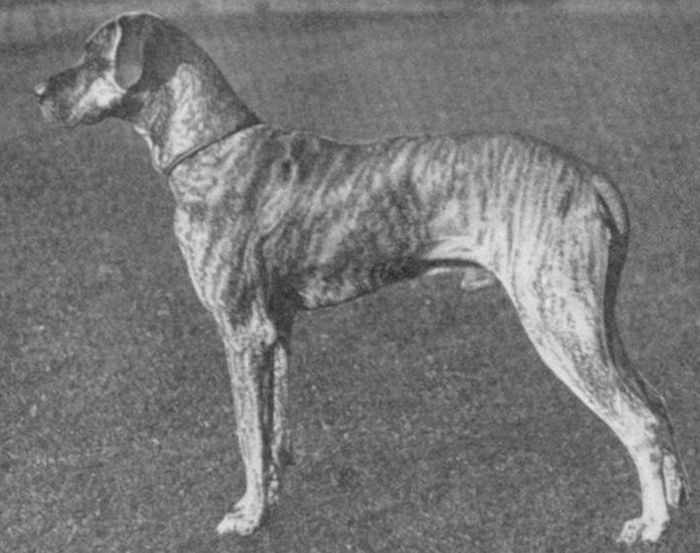 Рассмотрите фотографию собаки породы немецкий дог