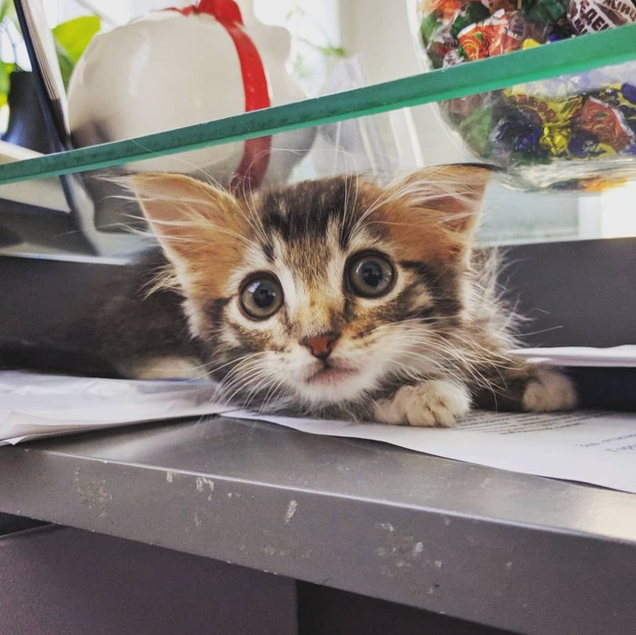 Истории начинающего ветеринара