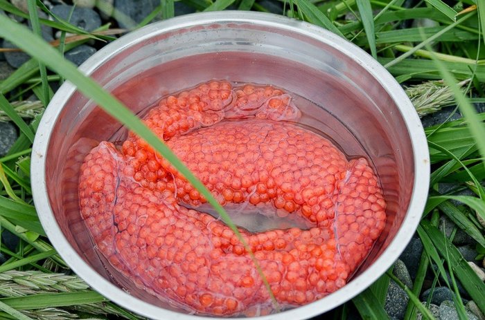 Red caviar. - Caviar, , Red caviar, Preparation, Livejournal, With your own hands, Longpost