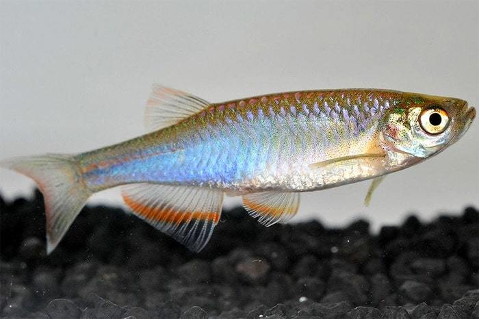 Жемчужный Данио