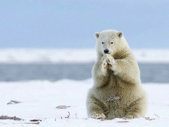 Paws frozen. - The photo, Bear, Polar bear, Snow