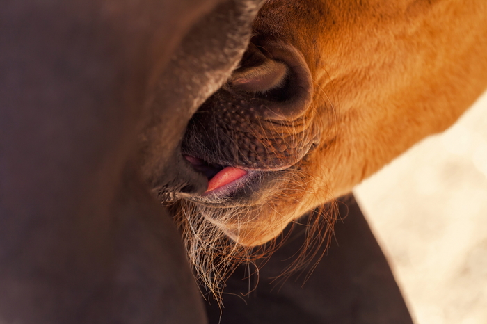 Lunch time :3 - My, Horses, Foal, Horses, Animals, Longpost