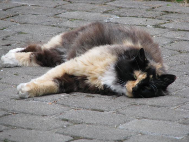 Go your own way, stalker. - cat, Pavement, Relaxation, Contempt, The photo