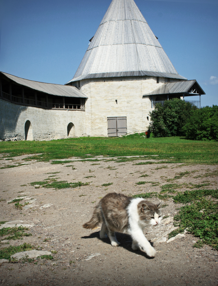 Староладожский кот
