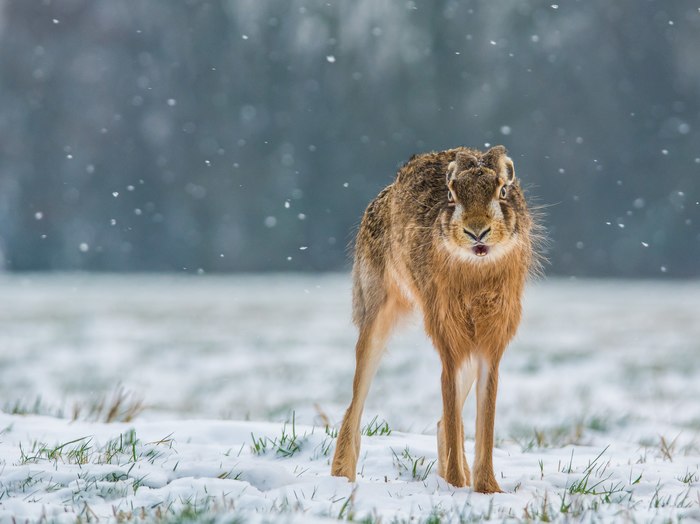 Страшный, лютый зверь