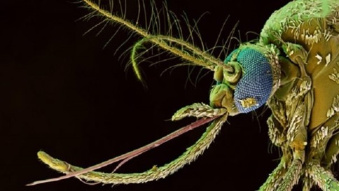 Обзор средств борьбы с комарами Москиты, репелленты, инсектициды, фумигатор, лонгпост