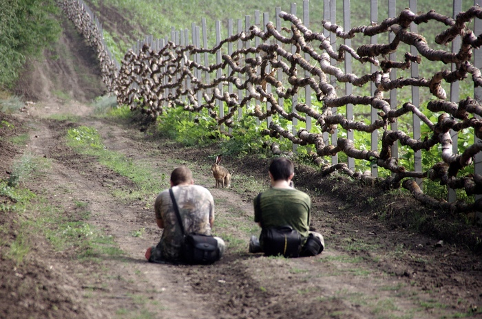 Am I sure I'll get on the peekaboo? - My, My, Hare, Nature, Animals, Models