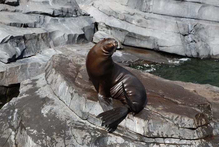 Photo - The photo, Sea lion