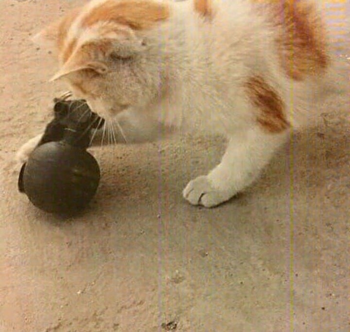 Shroedinger `s cat - Shroedinger `s cat, cat, Grenades, The photo, Hand grenade