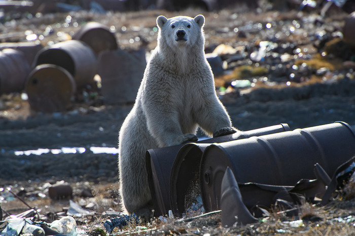 . The National Geographic, , ,  , , 