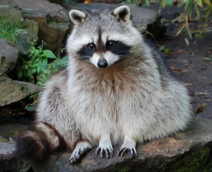 Rabies or mi-mi-mi - My, Rabies, Raccoon, Kus, , Longpost, Tag