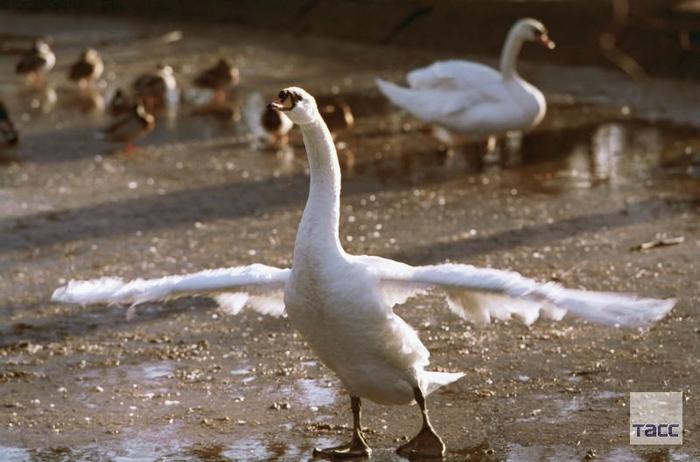 Goose became a student, and what have you achieved? - Гусь, China, Students, Shanghai