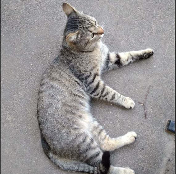 Stray cat. - My, No rating, In good hands, cat, City of Queens, Longpost, Catomafia