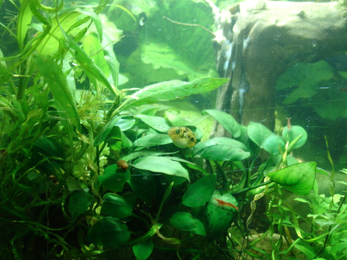 The female of the pygmy tetradon, on demolishing x - My, Aquarium, Aquarium fish, Dwarf tetradon, Animals, The photo