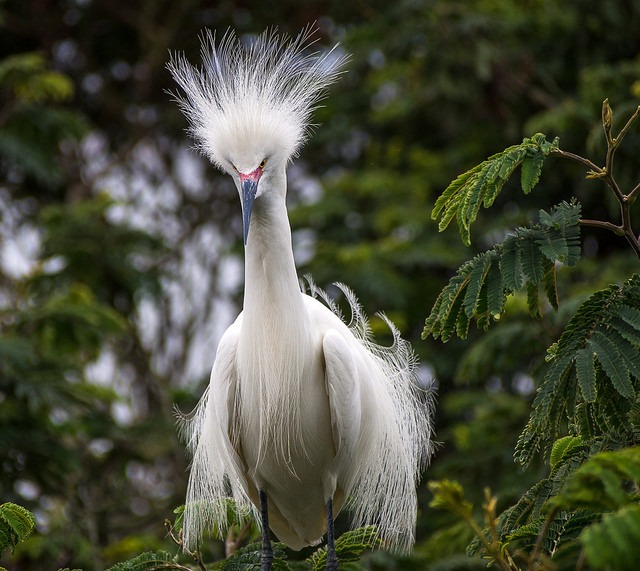 Snowy Egret #8 - What kind of bird?, Heron