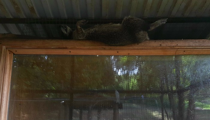 Sweet Dreams - My, Raccoon, Heat, The photo, Animals, Dream