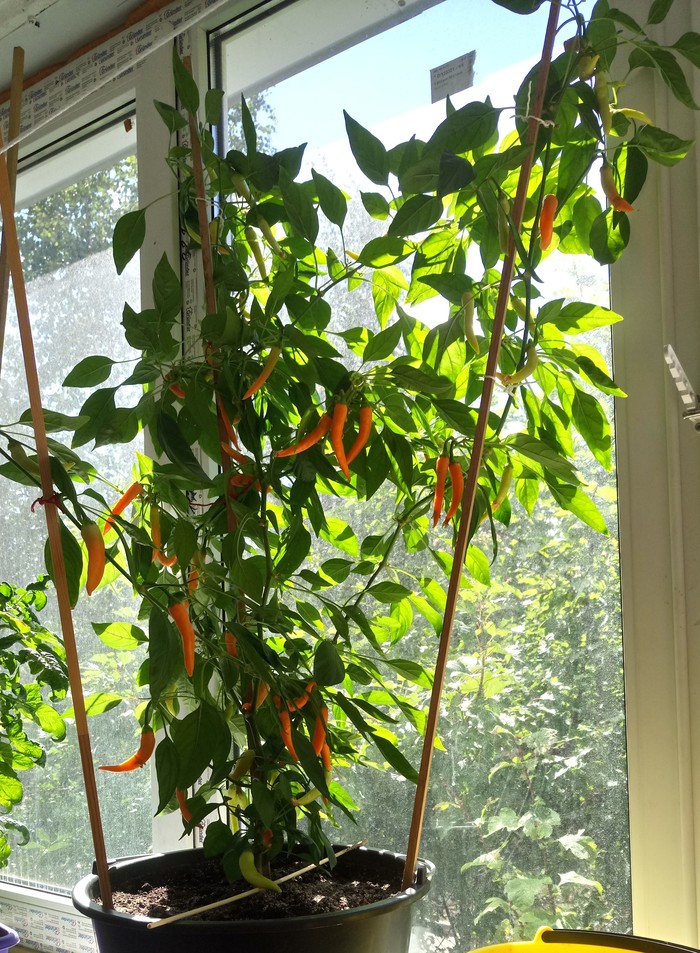 pepper growing - My, Pepper, Vegetable garden on the windowsill, Plants, Preparation, Canning, Marinade, Longpost