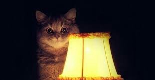 Peekaboo today - Posts on Peekaboo, Cat with lamp, , Text