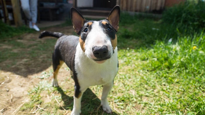 My aggressive bull terrier. - My, Minibull, Bull terrier