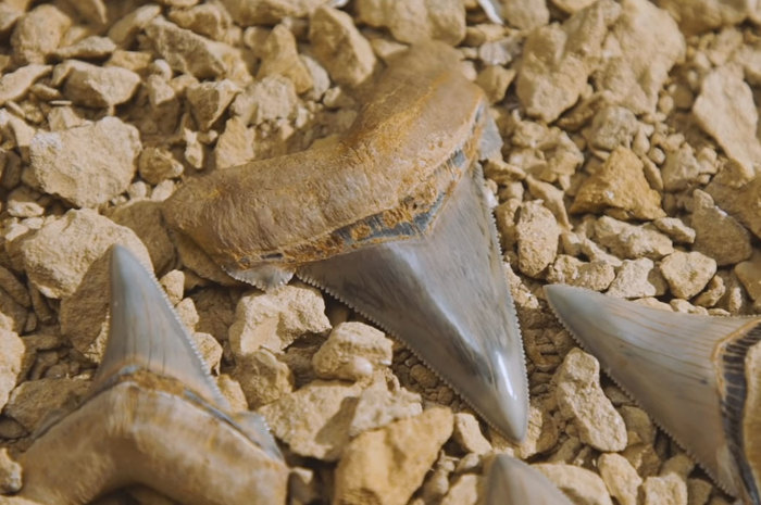 Зубы древнейшей гигантской акулы найдены на пляже в Австралии Палеонтология, Зубы, Акула, Находка, Видео, Длиннопост, Австралия, Доисторические животные
