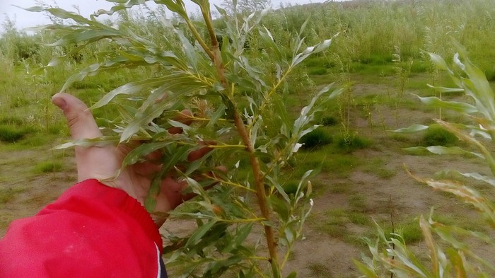 Вышел прогуляться Природа, Мой край, НАО, Трава, Фотография, Длиннопост