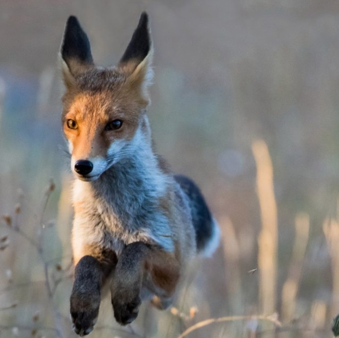 red antelope - Fox, Redheads, Bounce, Predator, Nature, Milota