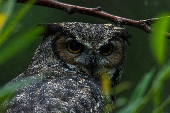 Photo - The photo, Owl, Birds, Sight