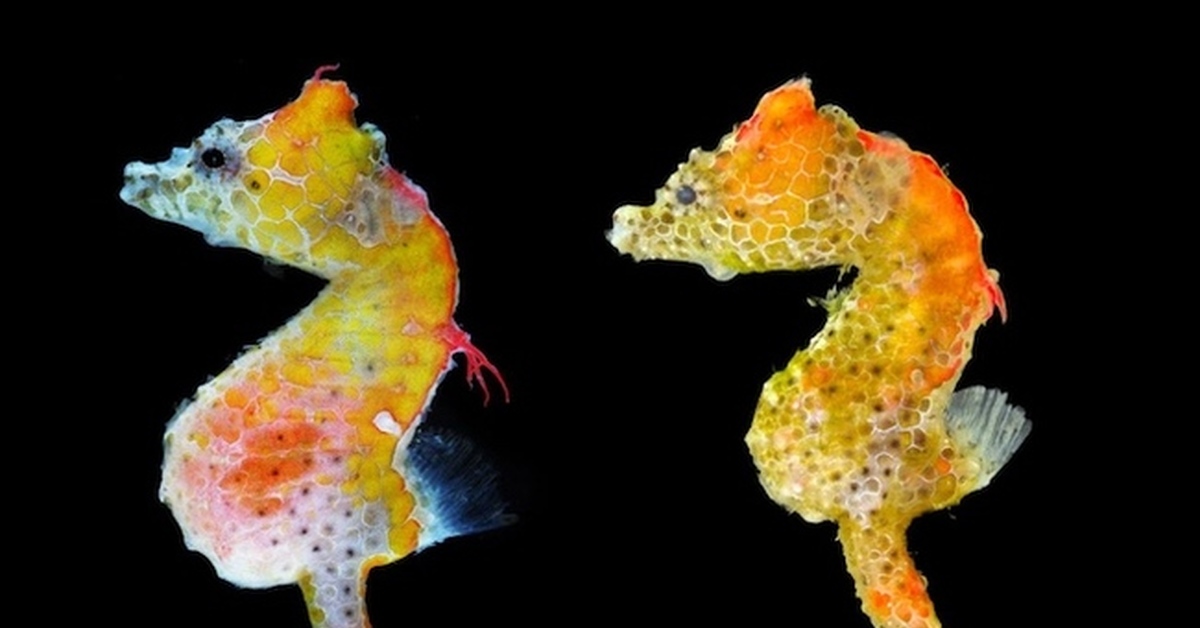 Морской конек. Год морских коньков. Карликовый морской конек. Моркие кон. Год морских коньков.