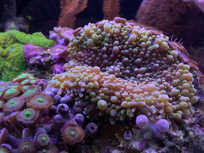 Soft corals and anemones - My, Coral, Sea Acarium, Marine Aquarium, Aquarium