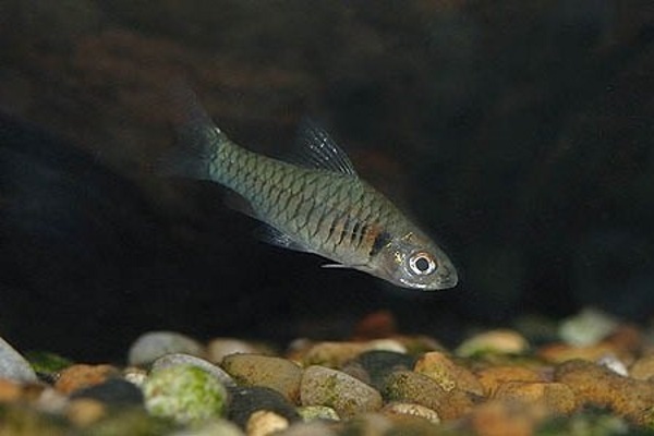   (Clypeobarbus congicus)