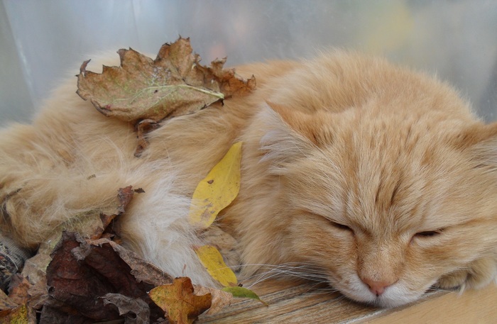 Autumn cat - My, cat, Autumn, Leaves, Pet, Pets