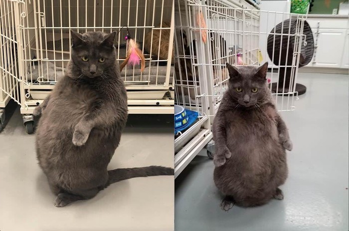 His name is Bruno and he is on a diet. - Reddit, cat, Diet