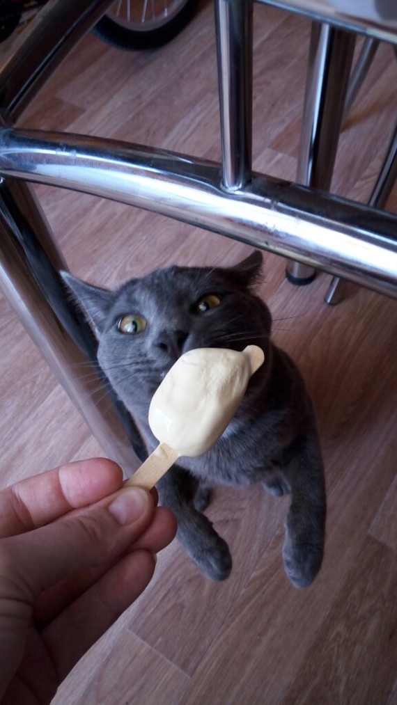 A second before the bite) - My, Yummy, cat, Ice cream, Grey, Impudent muzzle, Impudence