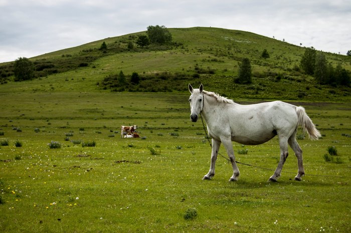 Mountain Three brothers, Khakassia. - Khakassia, Nature, Liberty, Longpost, Horses