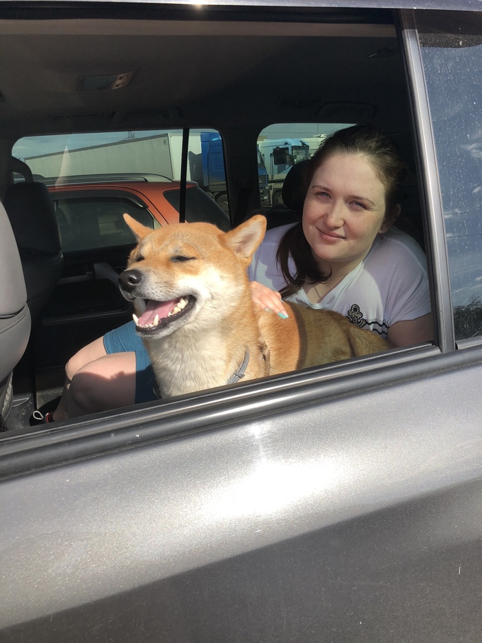 On my way)) - My, Travel across Russia, Shiba Inu, Dog, Smile, Road trip, Longpost