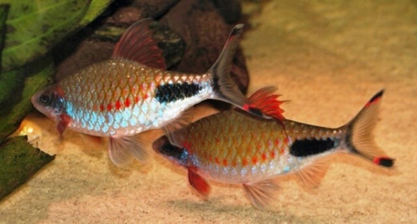 Dawkins Barb (Dawkinsia assimilis) - Shaded Barb - Aquarium, Aquarium fish