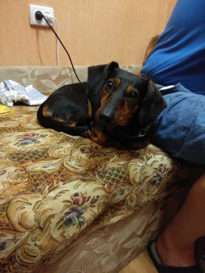 Looking for a new owner - In good hands, Dachshund, , Moscow, Dog, No rating