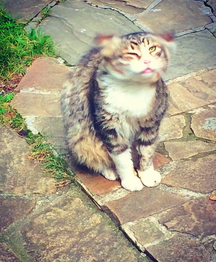 I took a picture of a cat while he was shaking his ears - My, cat, Catomafia, Siberian cat, Fluffy