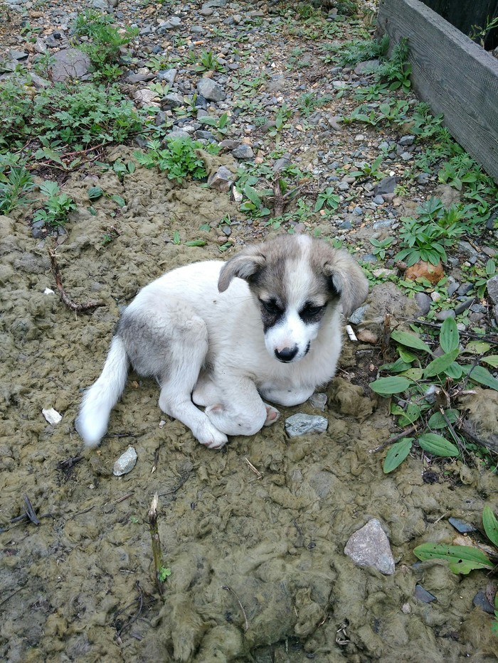 Sweetie on glass wool. - Milota, Dog, My