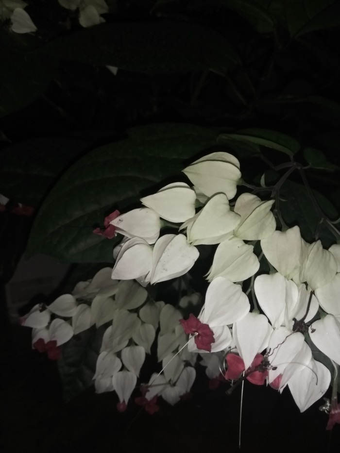 Лига цветоводов.