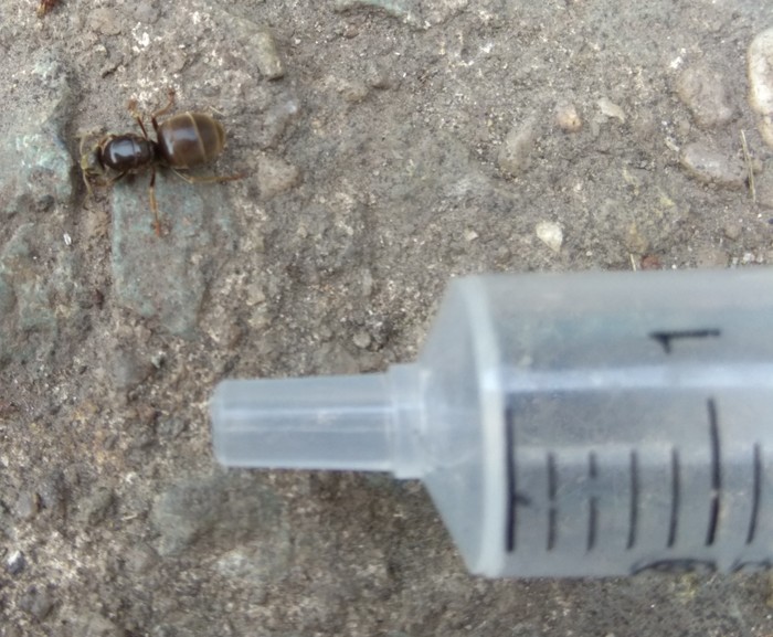 Need help identifying an ant species! - My, Ants, Ant Queen, Longpost